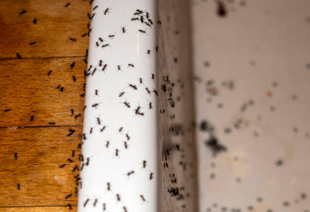Best Pest Prevention Services  in Pimmit Hills, VA